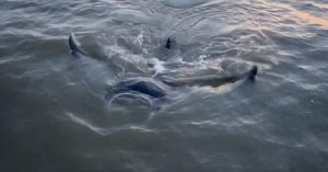 VIDEO: Monumental criatura es captada mientras se acerca a Guardacostas en aguas de Luisiana