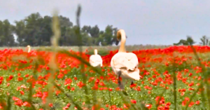 Insólito: cisnes se volvieron tan adictos a las amapolas que se les olvidó cómo volar… ¡y entraron en rehabilitación! (VIDEO)