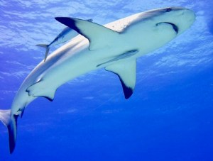 Turista practicaba buceo en Bahamas: nadie ha vuelto a verla tras el ataque de un tiburón