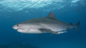 ¡Aterrador! Un equipo de rodaje de Netflix fue atacado por tiburones tigre