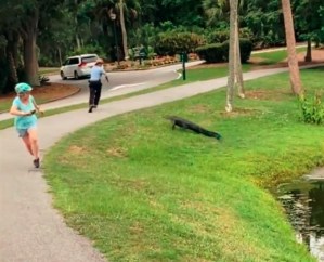 El aterrador VIDEO de un caimán que trató de embestir a un pescador en Carolina del Sur