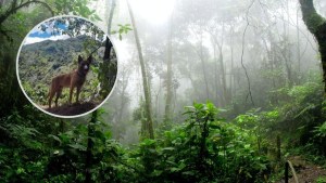 ¿Apareció Wilson? El video del que todos hablan en Colombia sobre el can perdido en la selva