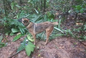 La búsqueda de Wilson, el perro que ayudó encontrar a los niños en la selva, une a Colombia