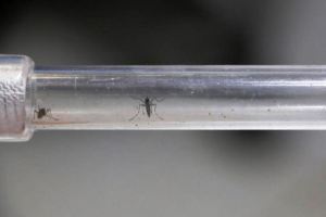 OMS alerta sobre la llegada del dengue a los países latinoamericanos: estas son sus recomendaciones