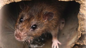 El mortal virus transmitido por ratas que acabó con la vida de una mujer y su hijo en Arizona