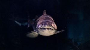 ¿Narcodepredadores? Tiburones en Florida ingieren cocaína que arrojan traficantes al mar