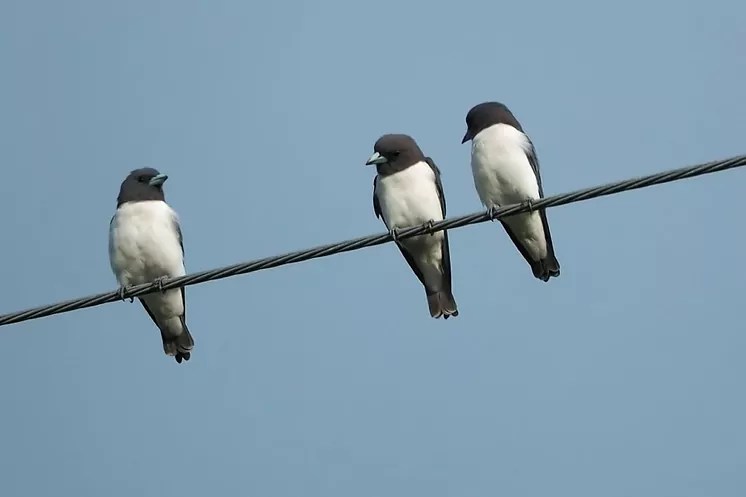 ¿Por qué los pájaros no se electrocutan al posarse sobre cables de alta tensión?