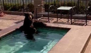 Ola de calor: Hasta un oso tuvo que meterse en el jacuzzi de una casa en California para pasar el “sofoco” (VIDEO)