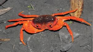 Un adolescente chino descubre una nueva especie de cangrejo de río en el sur del país