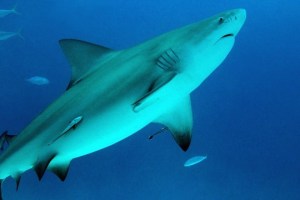 ¡De espanto! Tiburón atacó violentamente a una embarcación pesquera ocho veces en Florida (VIDEO)
