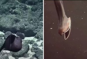 VIDEO: Científicos captan extraña criatura al fondo del océano y sorprende su extraño comportamiento