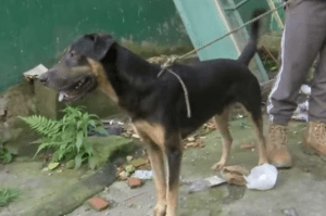 Trotski, el perro colombiano que salvó a su familia de quedar sepultada por avalancha en Quetame