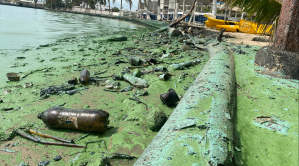 Autoridades y expertos acuerdan “plan inmediato” por proliferación de verdín en el lago de Maracaibo