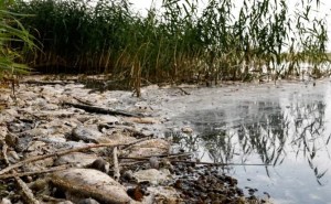 Catástrofe ecológica en Polonia: aparecieron 200 kilos de peces muertos en un río