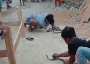 El horrible momento en que un encantador de serpientes fue mordido fatalmente por su cobra mascota (VIDEO)
