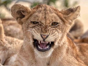 “Cruel” naturaleza: La impresionante imagen de un cachorro de león alimentándose (FOTO)