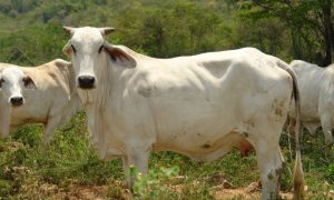 Campesino mató por error al ganado que cuidaba en Falcón luego de bañarlos con un insecticida (Imágenes sensibles)