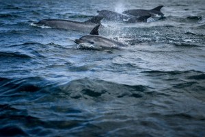 Misterio en Nueva Jersey: Tres delfines fueron hallados muertos en extrañas circunstancias