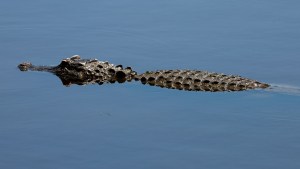 Casi se lo traga: lo mordió un feroz caimán mientras buceaba en un “manantial para nadar” en Florida