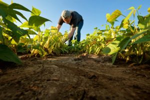 Agricultural producers in central plains of Venezuela foresee large losses after the increase in the price of diesel fuel