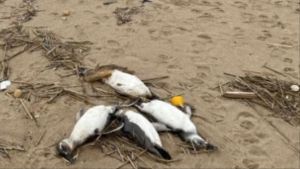 Alerta en Uruguay: más de dos mil pingüinos aparecen muertos en la playa sin explicación