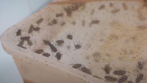 La milenaria técnica para curar heridas con larvas vivas que se usa en hospitales ante escasez de antibióticos