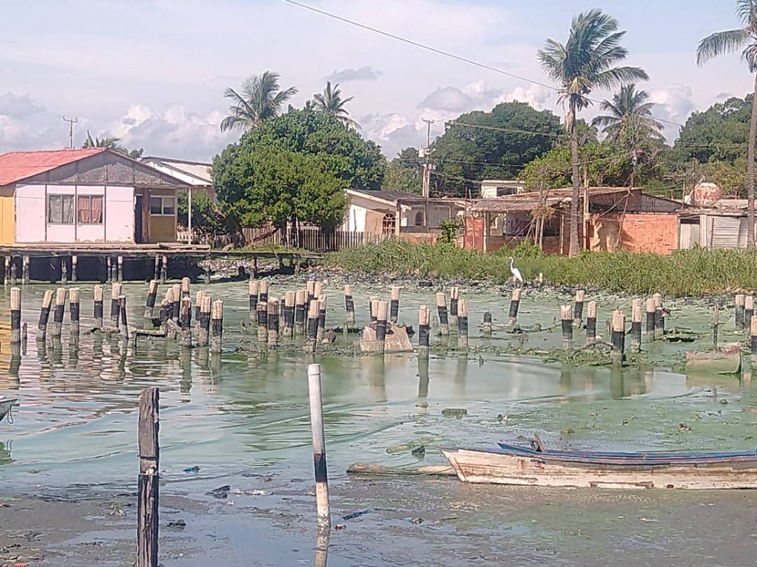 Presencia de bacteria microcystis en el Lago de Maracaibo atenta contra la salud de zulianos