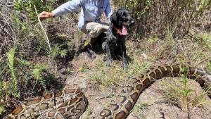 Perro detectó enorme pitón en pantanos de Florida y lo que tenía en su cuerpo causó asombro