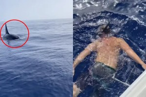 Pescaban en los Cayos de Florida y filmaron un extraño encuentro con ballenas asesinas (VIDEO)