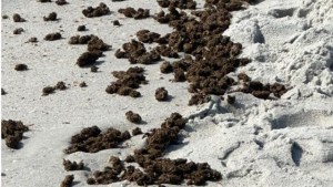 Creían que eran algas, pero descubrieron que era una gran cantidad de marihuana esparcida en playa de Florida