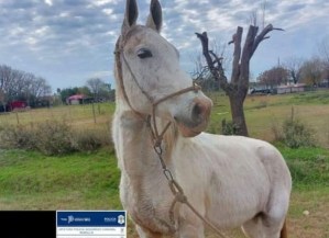 Dos venezolanos intentaron robar un caballo en Argentina, pero terminaron “con las tablas en la cabeza”