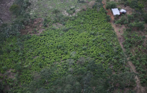 EEUU decidió suspender el monitoreo de cultivos de coca en Colombia antes de la llegada de Petro