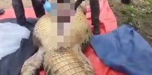 Buscaban a un granjero desaparecido y lo encontraron… en el vientre de un cocodrilo