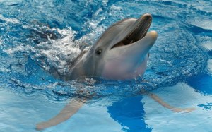 ¡Increíble! El rey Carlos es dueño de todos los delfines del Reino Unido