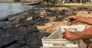El daño del ecosistema en el Lago de Maracaibo podría ser irreversible