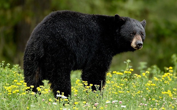 El horror de un corredor cuando un oso negro le atravesó la cara con sus garras en Carolina del Norte