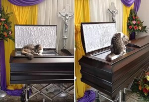 “Nucita”, la gata que no se despegó del ataúd de su dueño en su funeral (VIDEO)