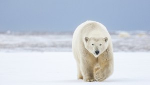 VIDEO: Salvó a su esposa y a su nieta del ataque de un feroz oso polar