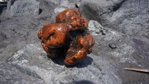 La piedra “valorada en 500 mil dólares” que encontraron dentro de un cachalote muerto en España