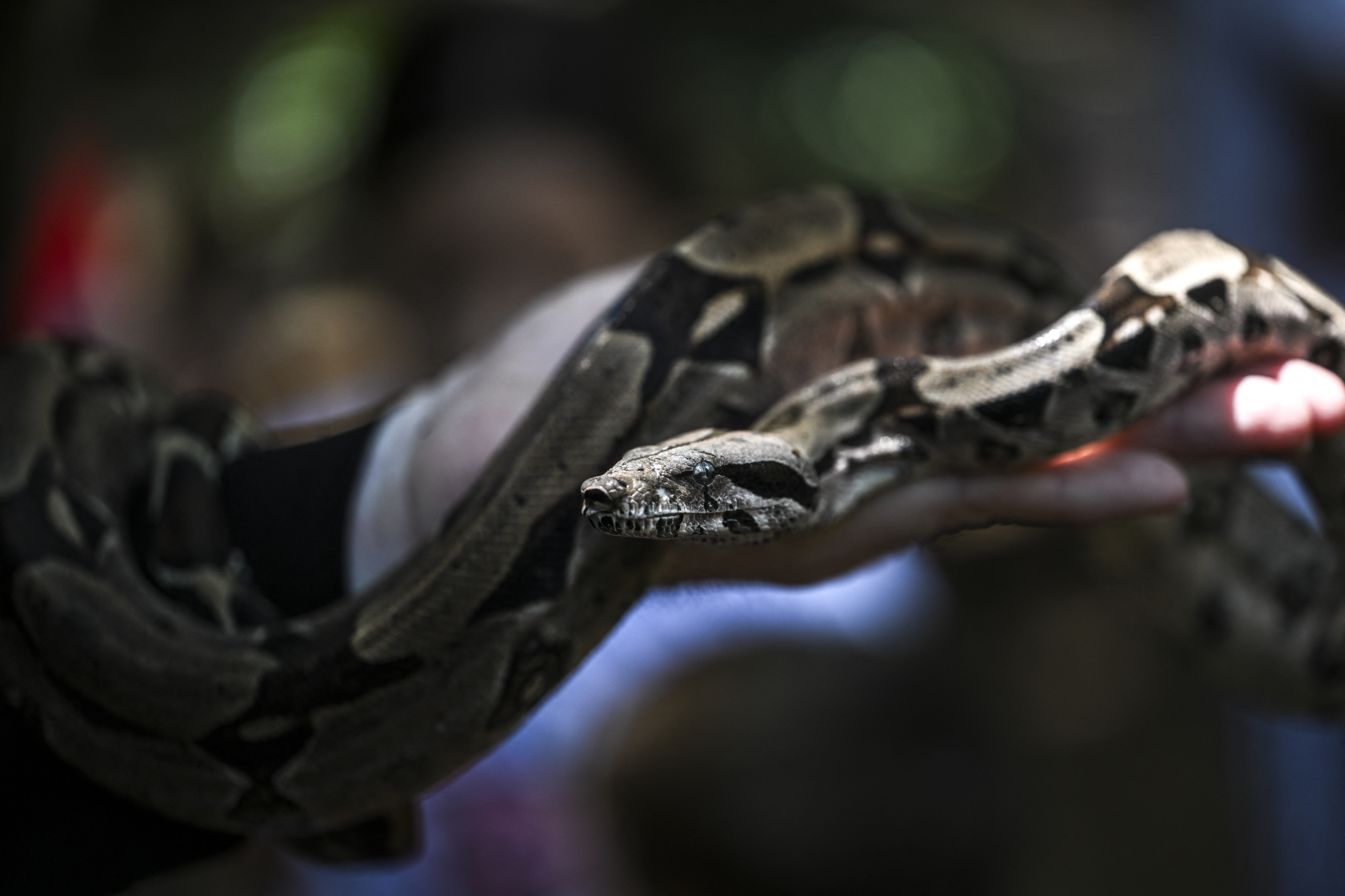 ¡Susto! Reportaron presencia de serpientes en sótanos de edificios en El Paraíso (Fotos)