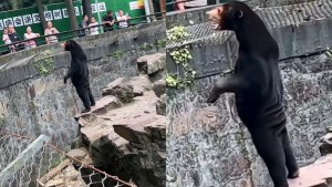 Un oso de un zoológico se hace viral en China por su aspecto humano (VIDEO)