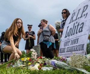 Lolita, la orca del Miami Seaquarium, fue trasladada a Georgia tras su muerte por esta razón