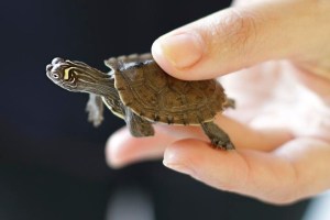 La razón por la que advierten de no besar a tortugas pequeñas en EEUU