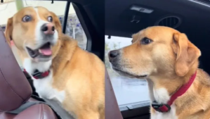 VIRAL: la sorpresiva reacción de un perro al descubrir que su dueña lo estaba llevando al veterinario (VIDEO)