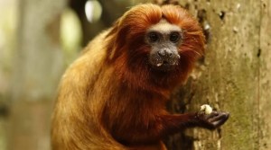 Monos tití dorados, declarados en peligro de extinción, aumentaron su población tras sobrevivir a brote de fiebre amarilla