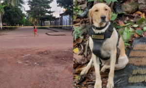 Heroico perro antiexplosivos murió al detectar bomba sembrada por disidencias de las Farc