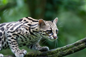 Mongabay: Tigrillo, el pequeño gato silvestre que peligra por el Arco Minero en Venezuela