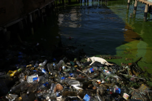 AP: Contaminación en Maracaibo amenaza la vida en uno de los lagos más antiguos del mundo