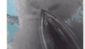 Sorprendente VIDEO: tiburón se tragó la cámara de buzo y grabó todo su interior