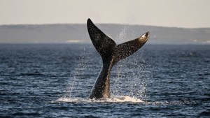 FOTO de ensueño: Captaron a ballena nadando en bahía de Nueva York con rascacielos de fondo
